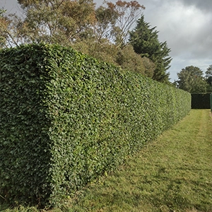Well trimmed hedge