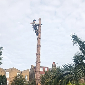 Hedge with door shape cut out