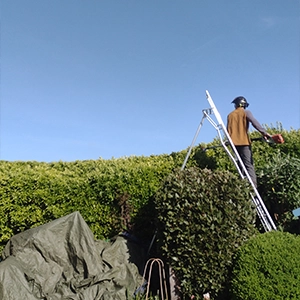 Well trimmed hedge with a backdrop of the sea
