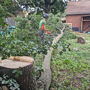 Hedge trimmed in the shape of a pyramid