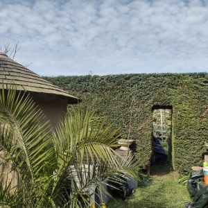 Sam high up in a tree