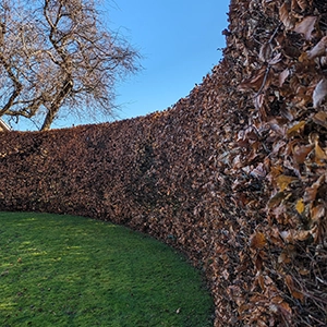 Trimmer and strimmer on top a hedge