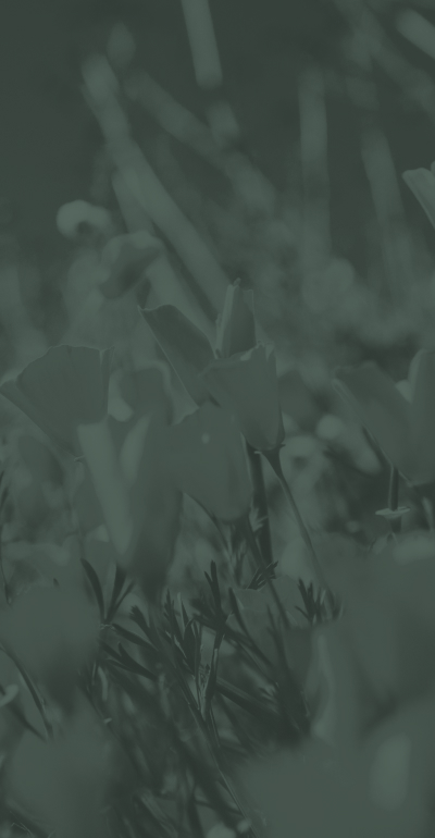 Abstract green flowers